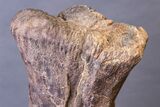 Huge, Adult Hadrosaur (Hypacrosaurus) Tibia Bone - Montana #245513-10
